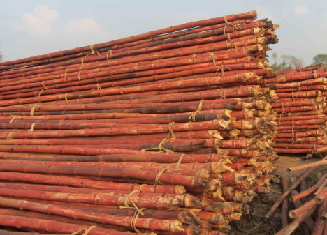 Bundled bamboo poles for project-based supply
